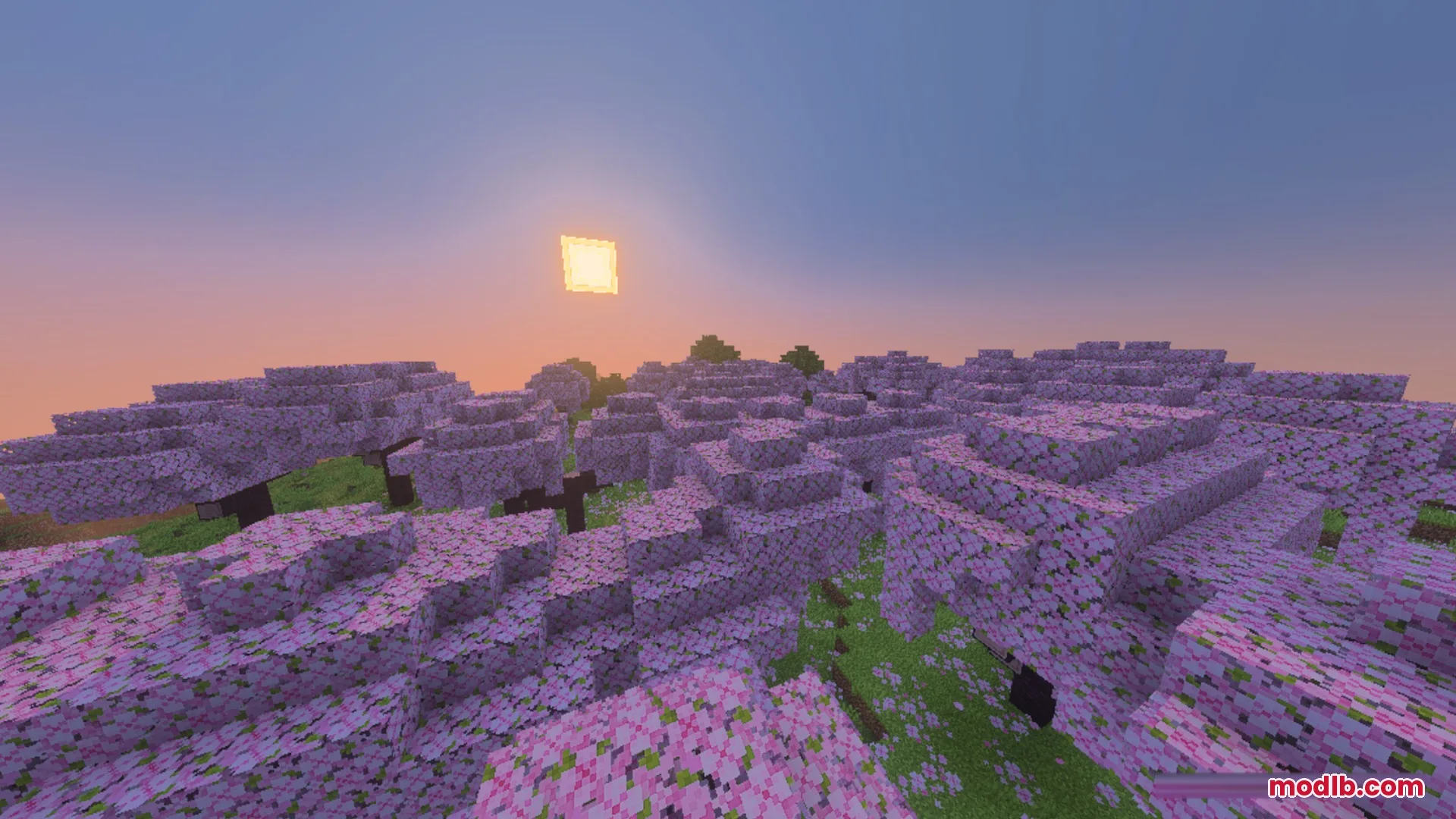 Cherry blossom grove at sunset with a glowing sun and soft shadows