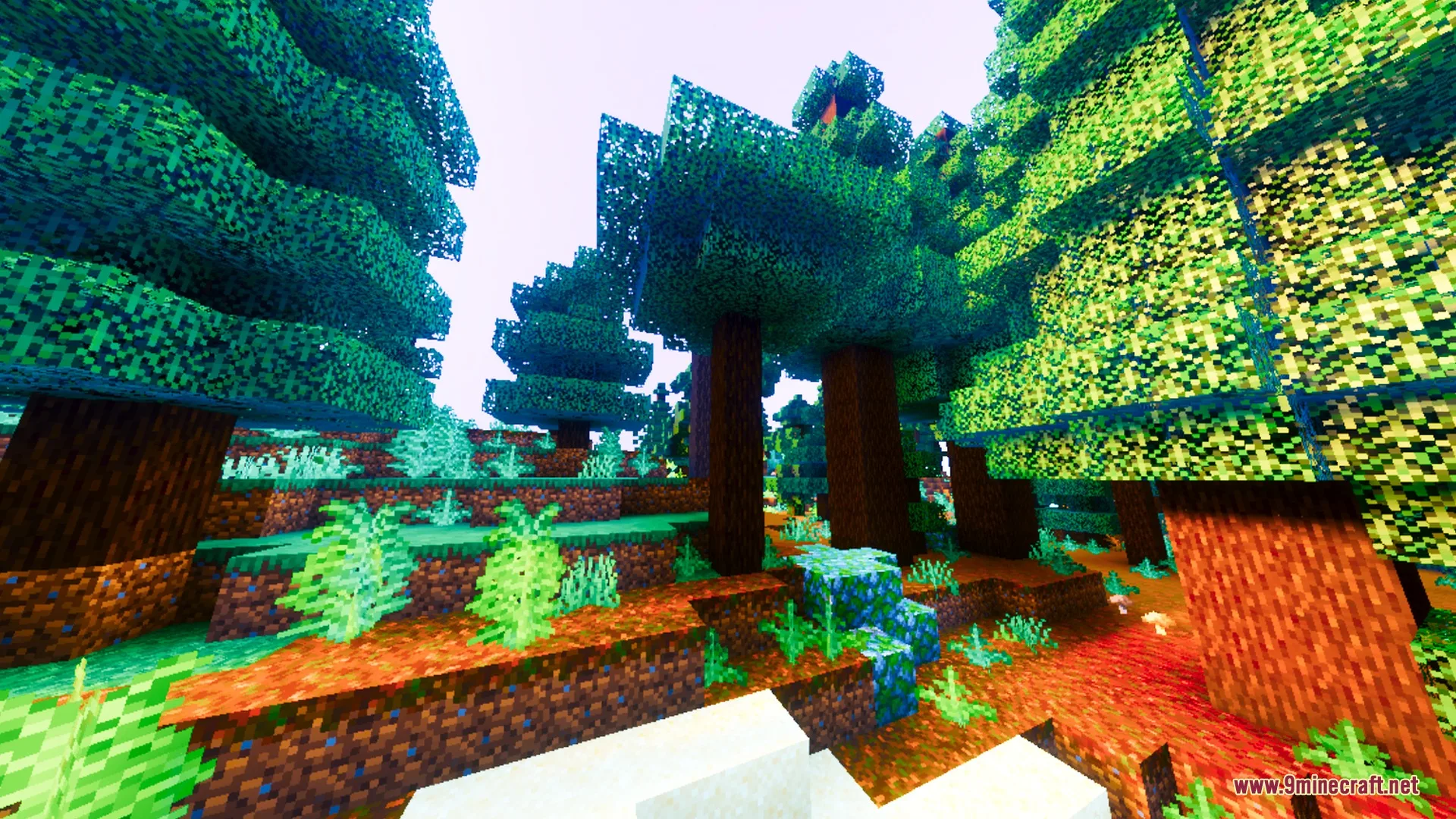 A dense forest with warm lighting and saturated colors on the forest floor