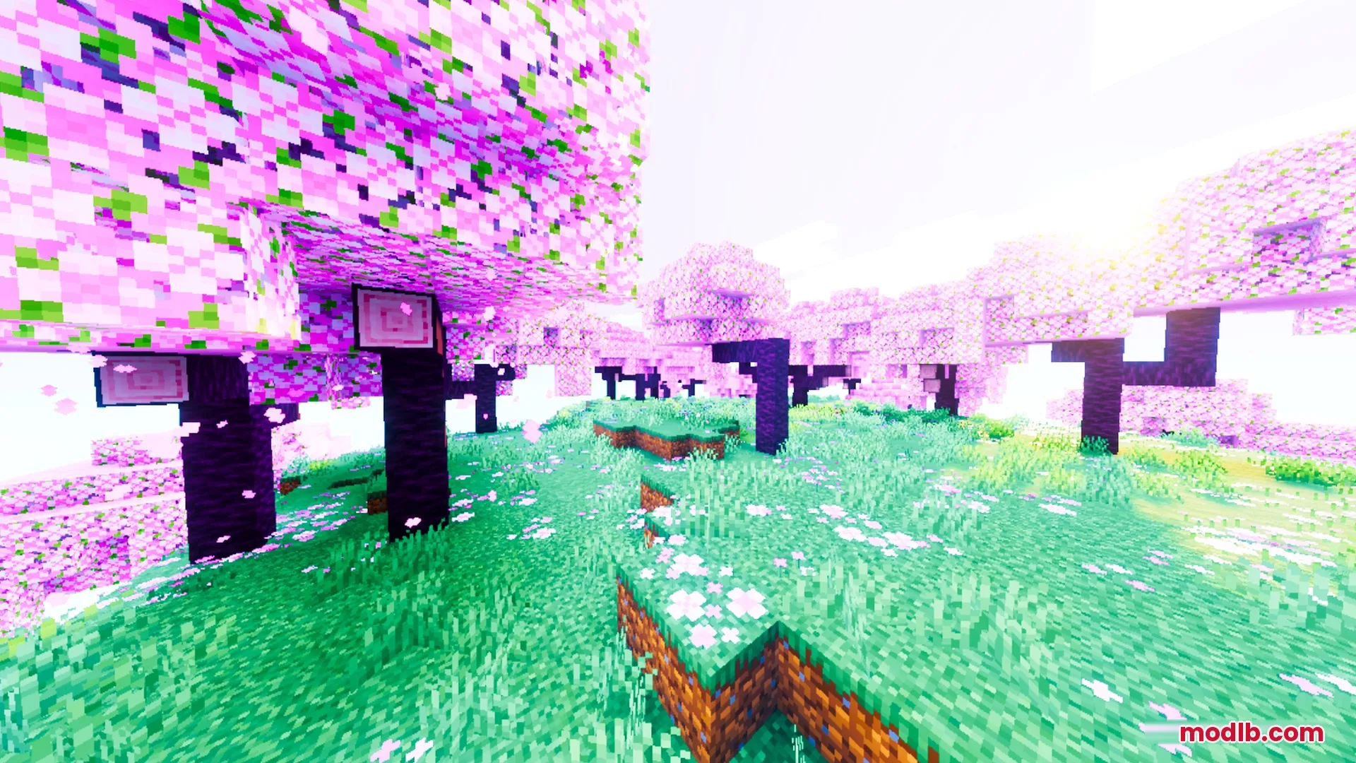 Saturated pink cherry blossom trees in a grassy field with white flowers