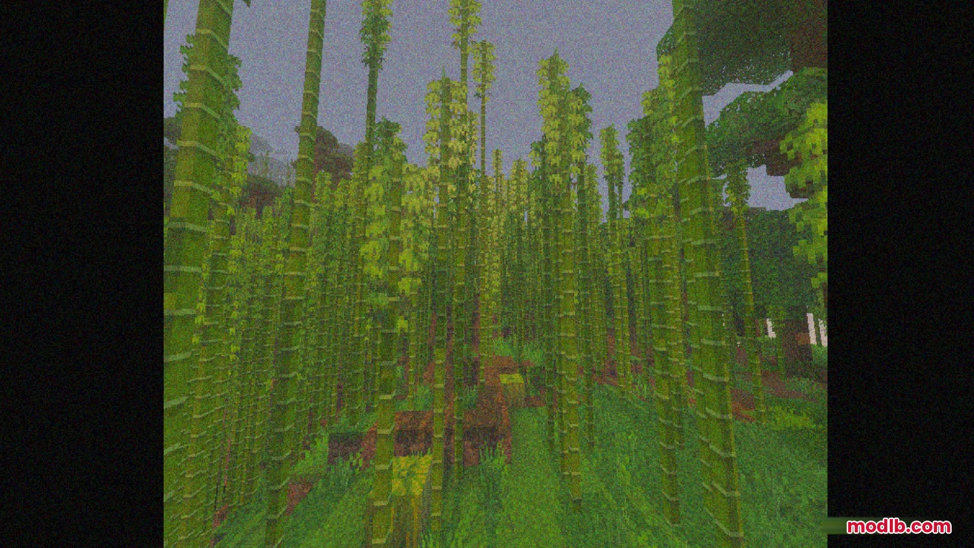 Bedrock VHS Shader Screenshot 9 A dense bamboo forest viewed through a grainy retro VHS camera filter