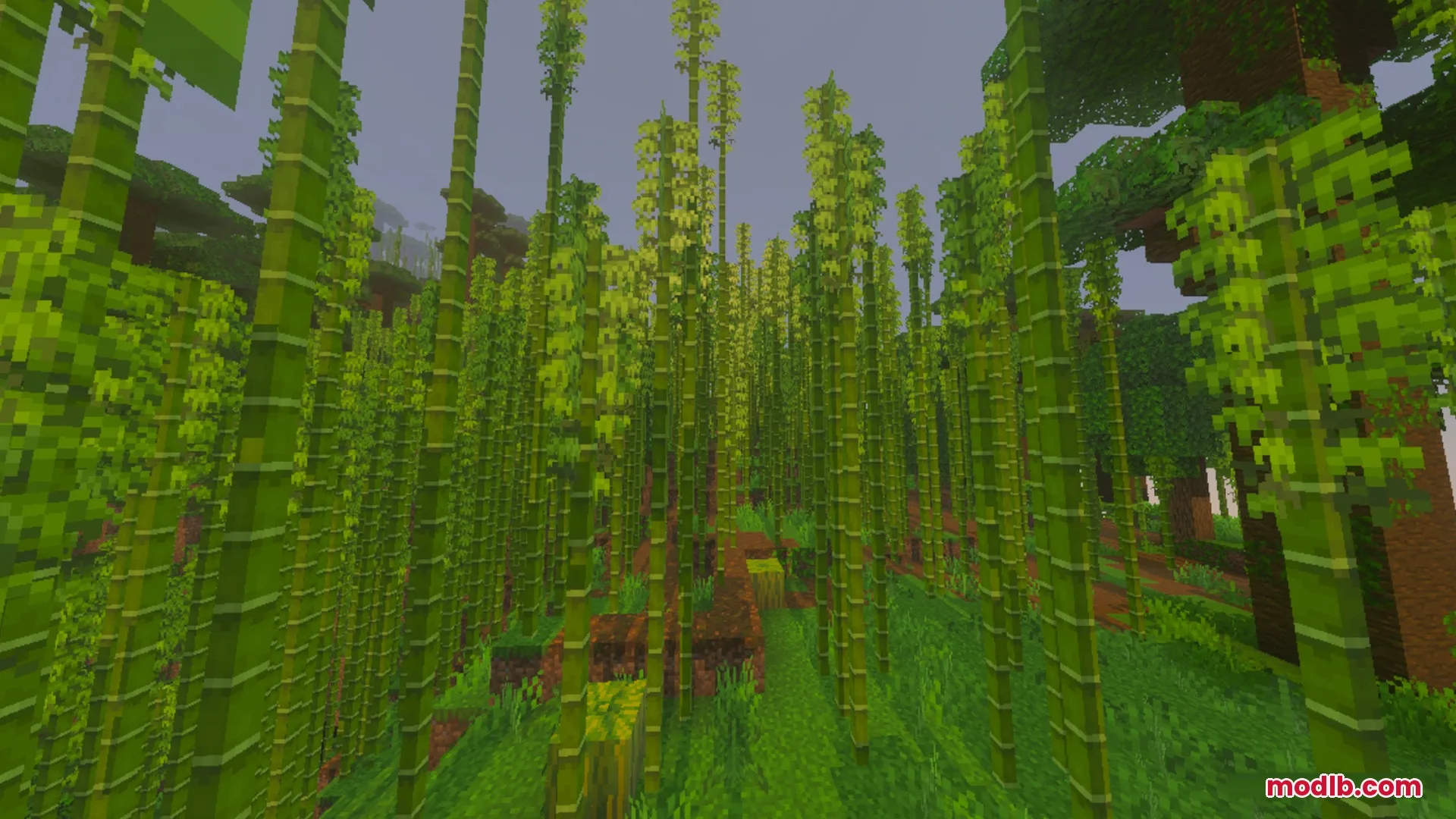 A dense bamboo jungle biome with tall green stalks and lush vegetation