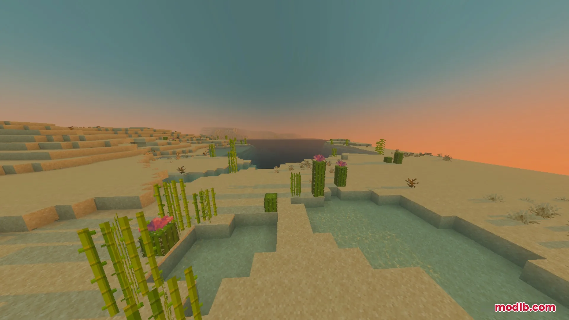 Sugar cane and cacti growing near water in a desert during sunset