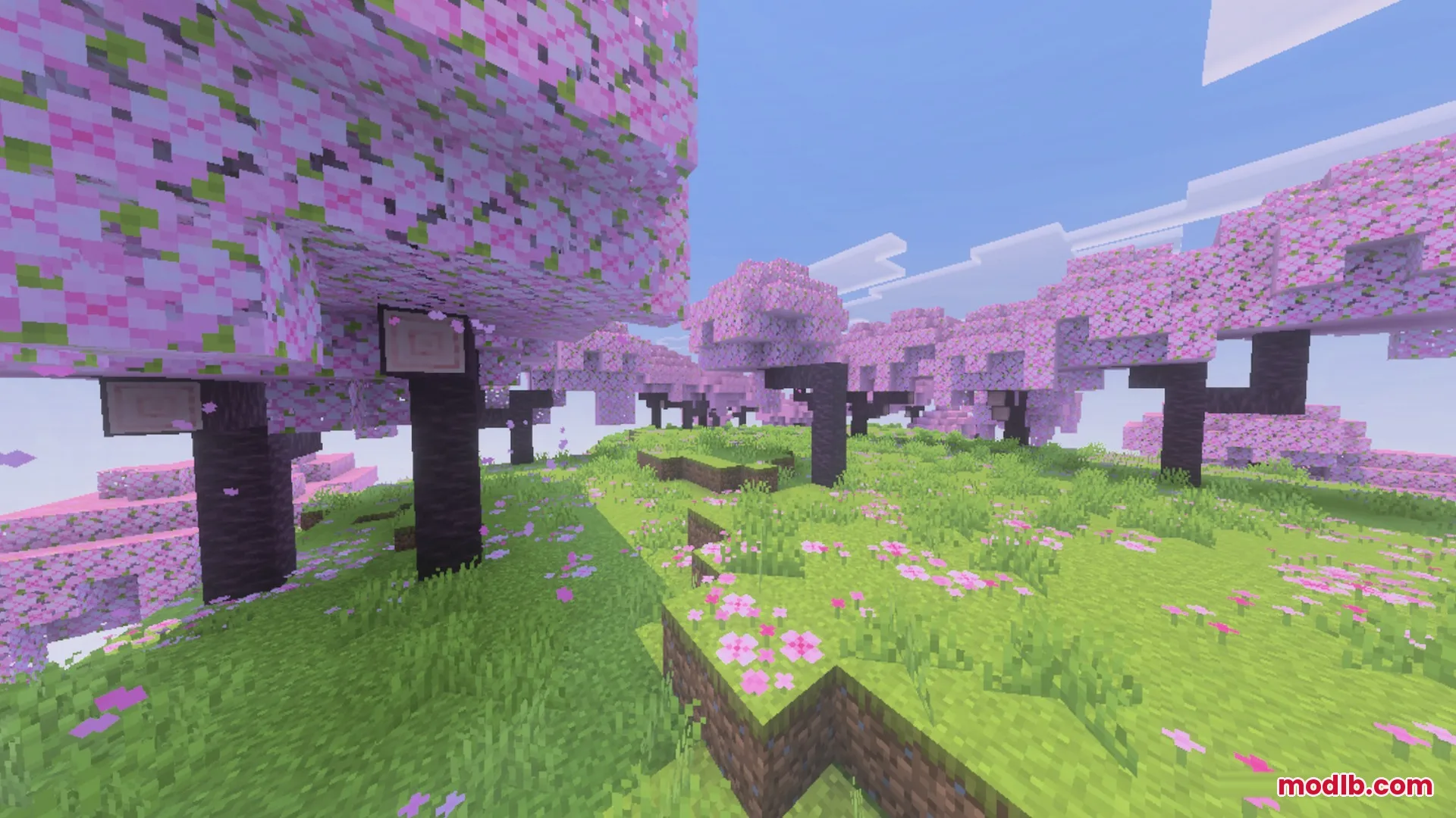 Vibrant pink cherry blossom trees growing on a lush green hillside