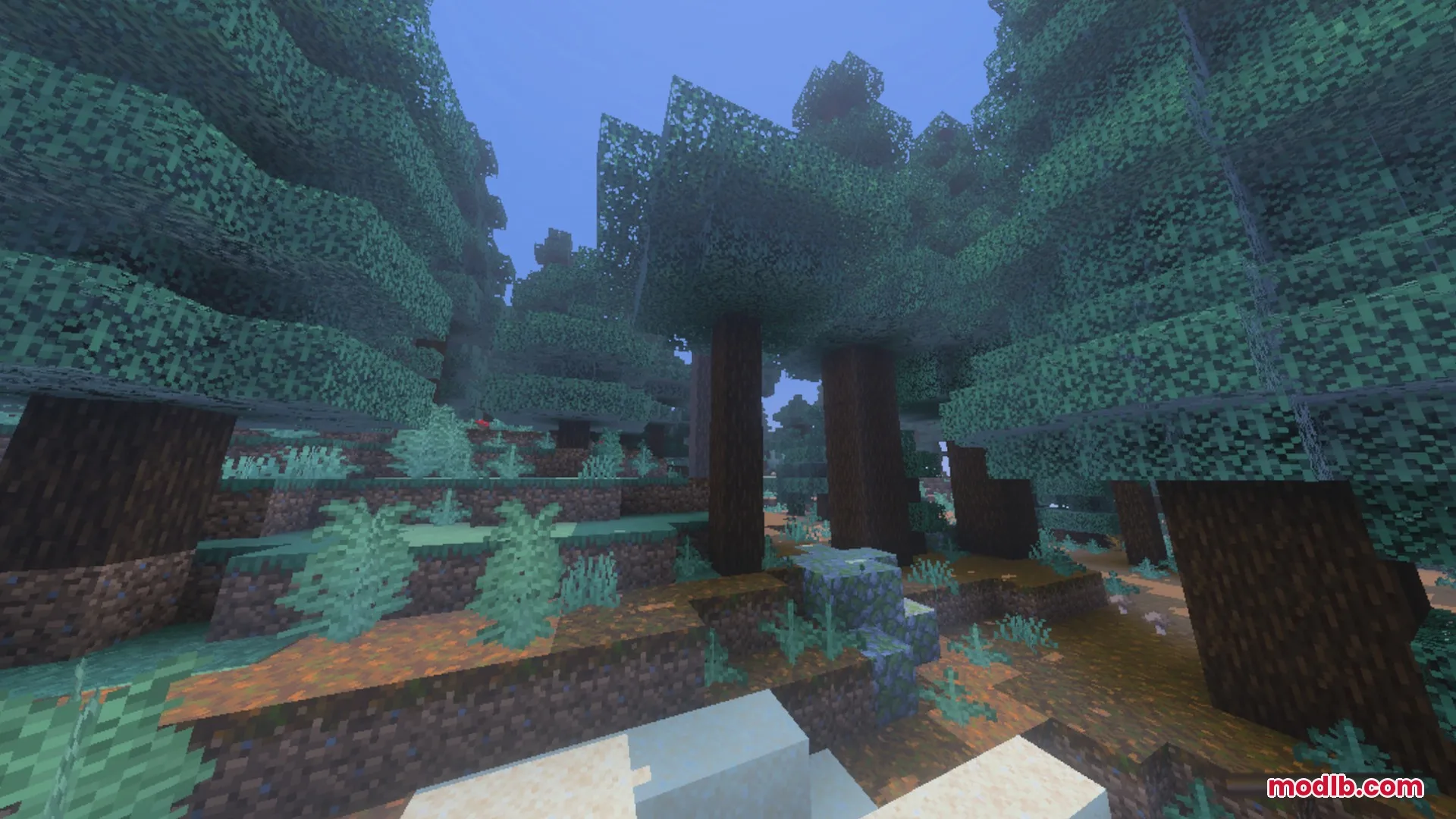 A dense spruce forest biome with tall trees and mossy ground