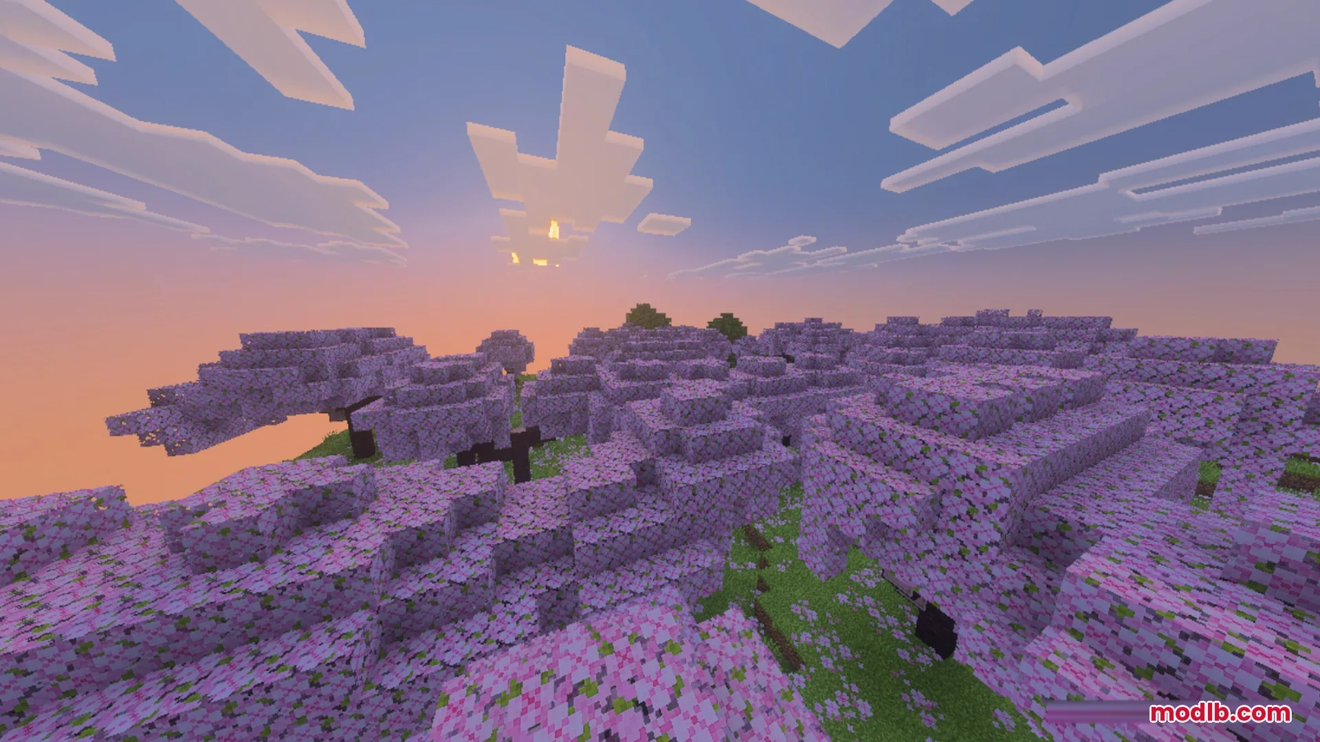 A vast cherry blossom grove under a warm sunset with blocky white clouds