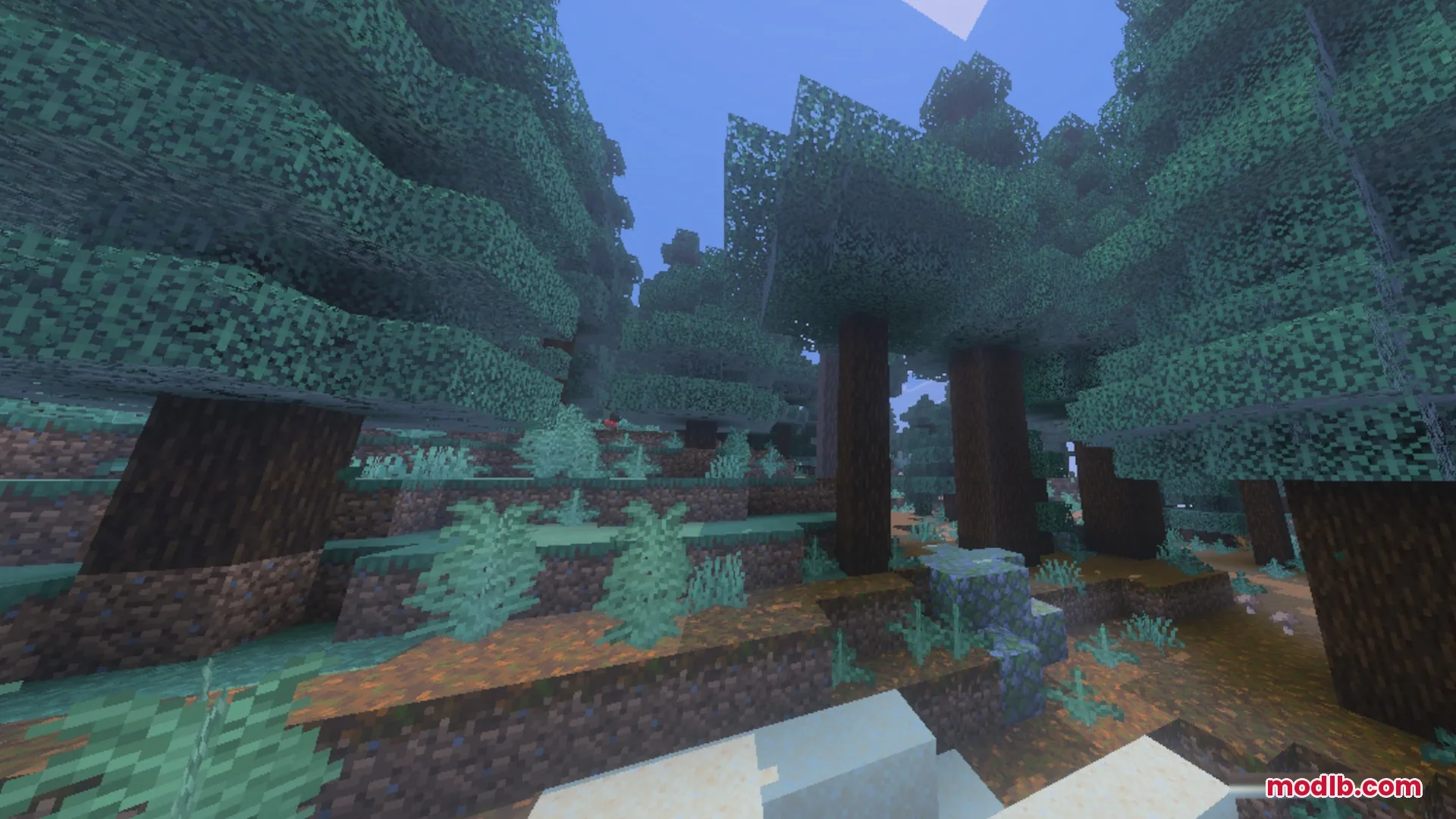 Tall spruce trees standing in a dense forest with podzol ground blocks
