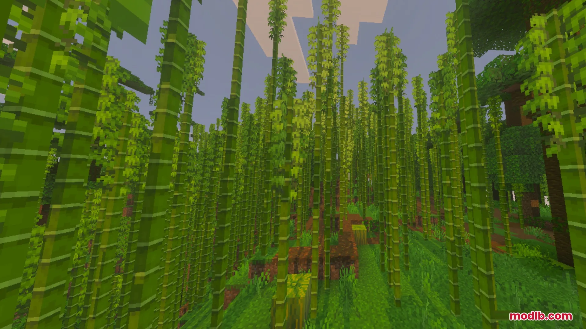 Tall green bamboo stalks growing in a dense jungle biome in Minecraft