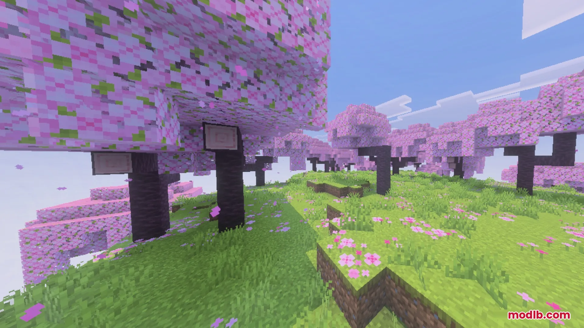 Beautiful cherry blossom grove with pink flowering trees and lush green grass