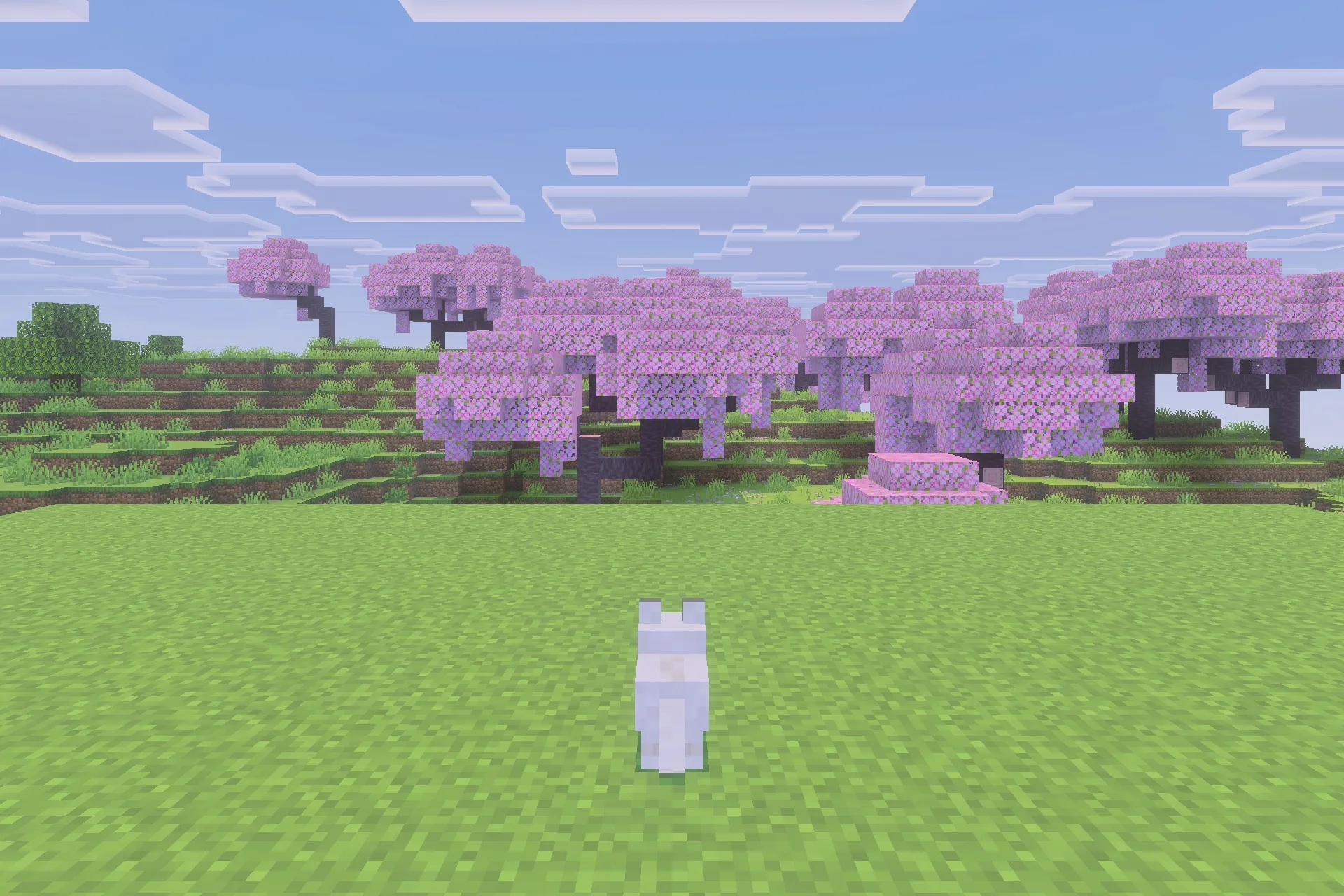 Immortal Dogs Addon Screenshot 4 A white tamed wolf standing in a field near cherry blossom trees