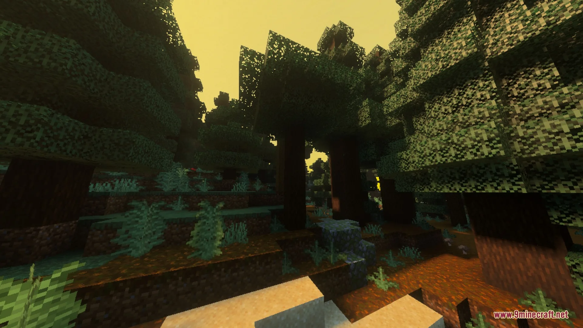 Sunlight creates a warm glow through the trees in a spruce forest biome