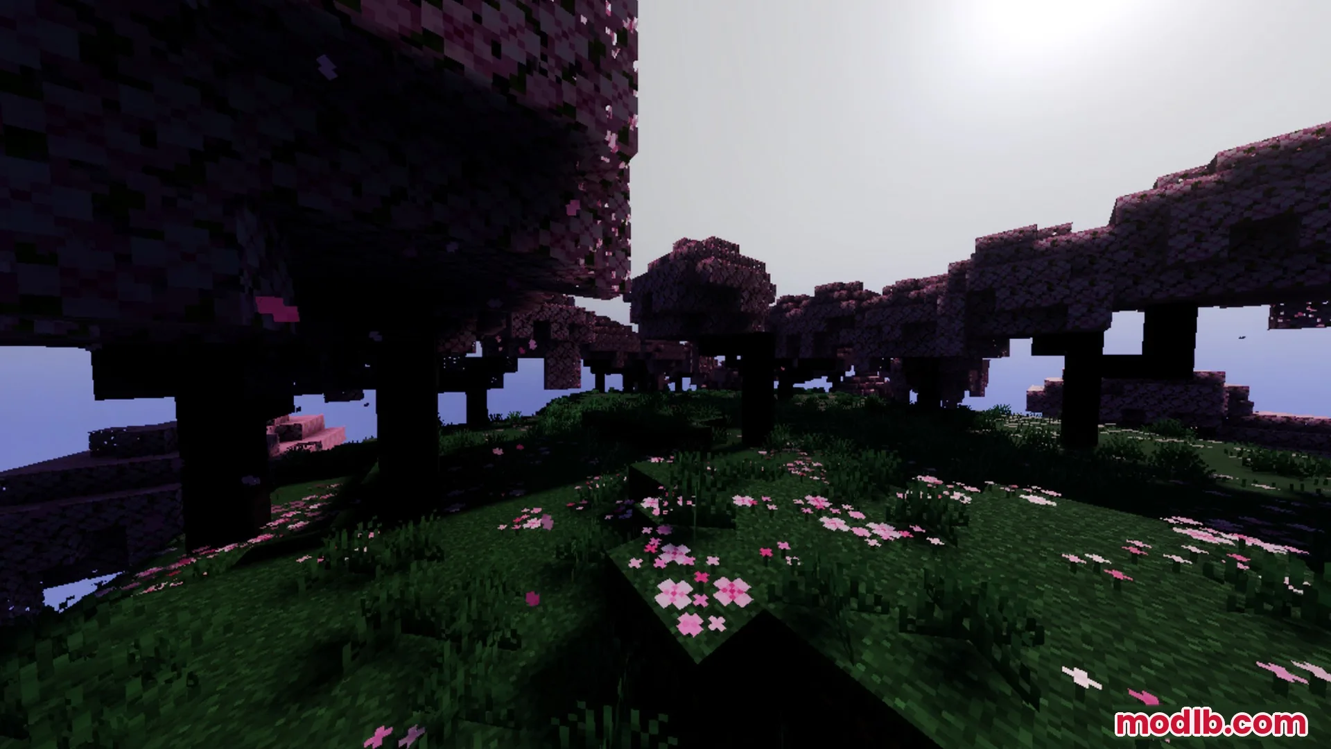 Vibrant cherry blossom biome featuring pink trees and atmospheric fog under bright light