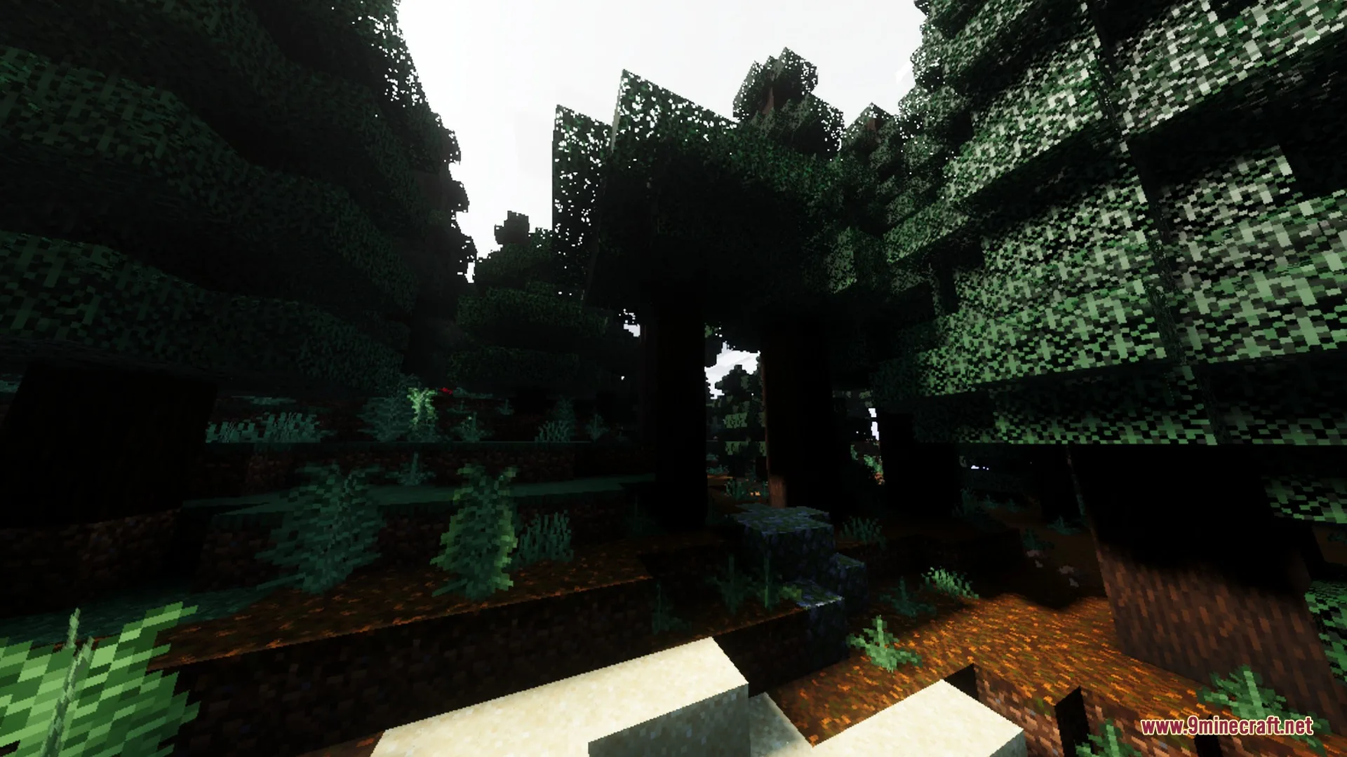 Sunlight filters through the canopy of a dense spruce forest with deep shadows