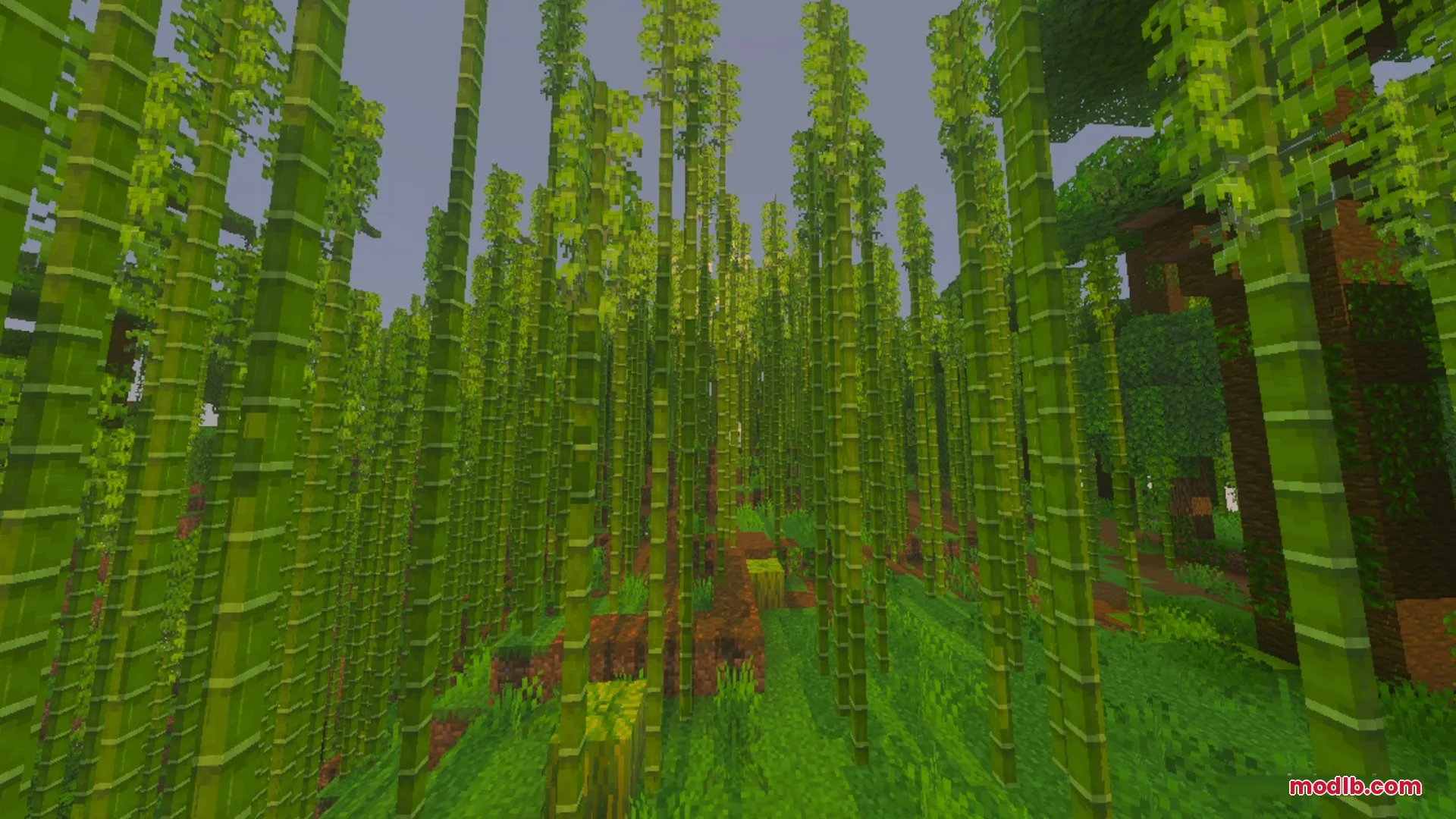 Pixie - Vibrant Visual PBR Shader Screenshot 8 Tall bamboo stalks growing densely in a vibrant green jungle biome