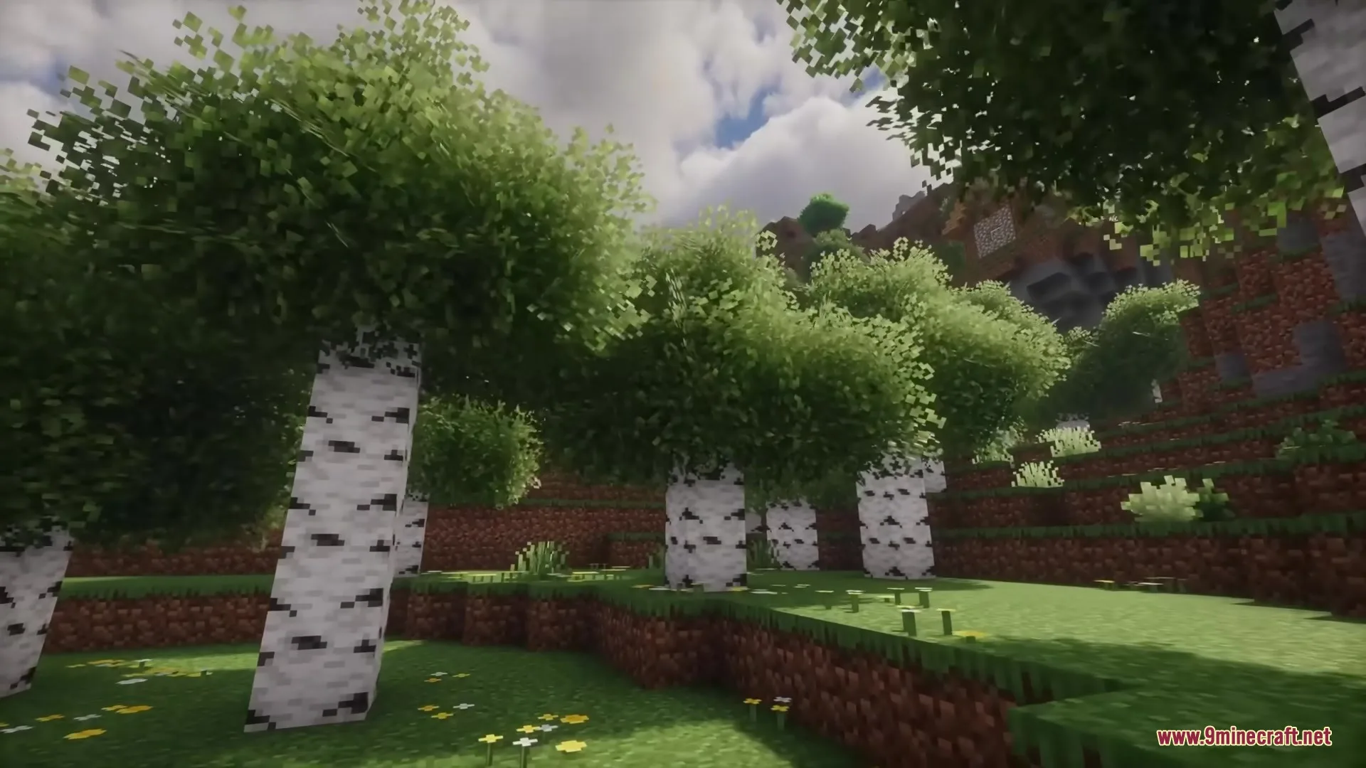 Lush birch forest with bushy leaves and yellow flowers on a hillside