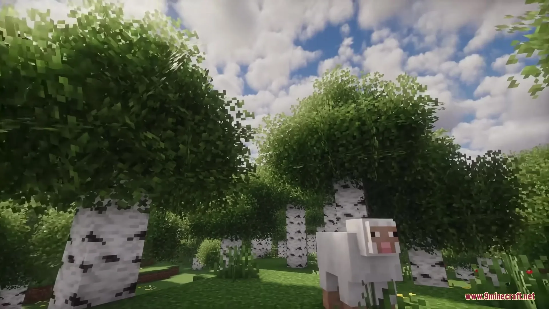 A white sheep stands in a birch forest with dense bushy leaves