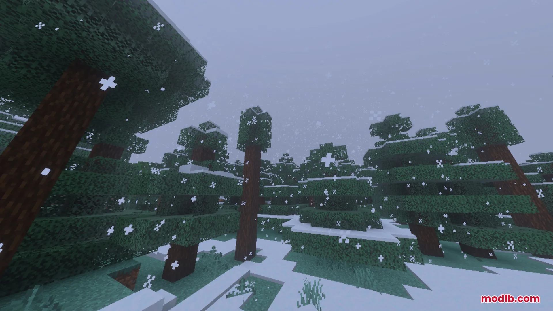Peaceful snowy taiga biome with tall spruce trees and falling white snowflakes
