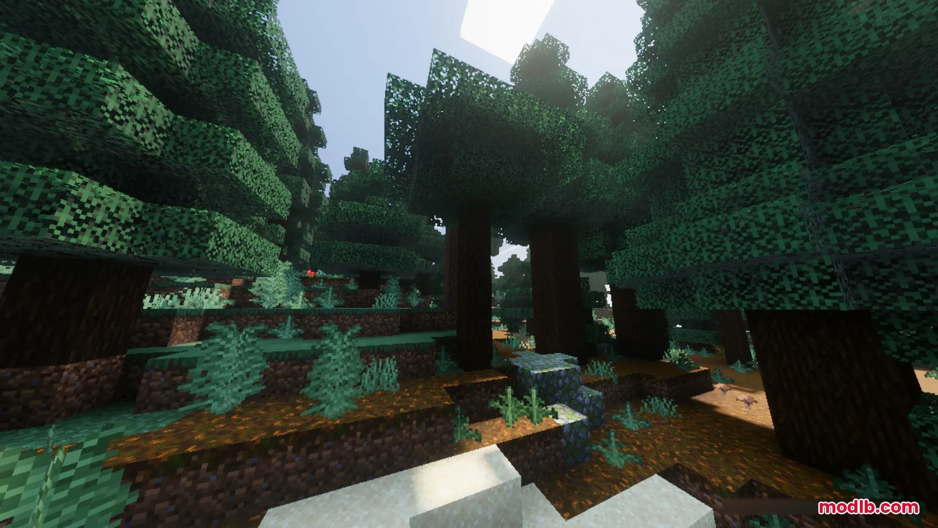 Vibrant Legacy L Espace Shader Screenshot 8 Sunlight shines through tall spruce trees in a dense and shadowy forest biome
