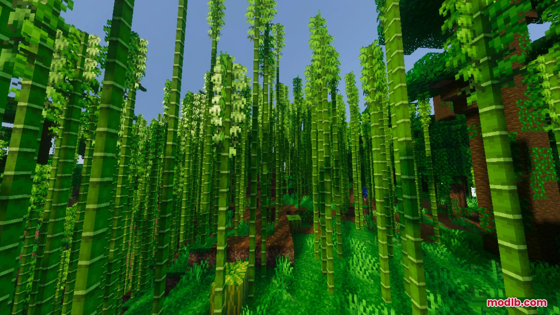 Vibrant Legacy L Espace Shader Screenshot 9 Vibrant Legacy L Espace enhances lighting in a dense bamboo forest biome