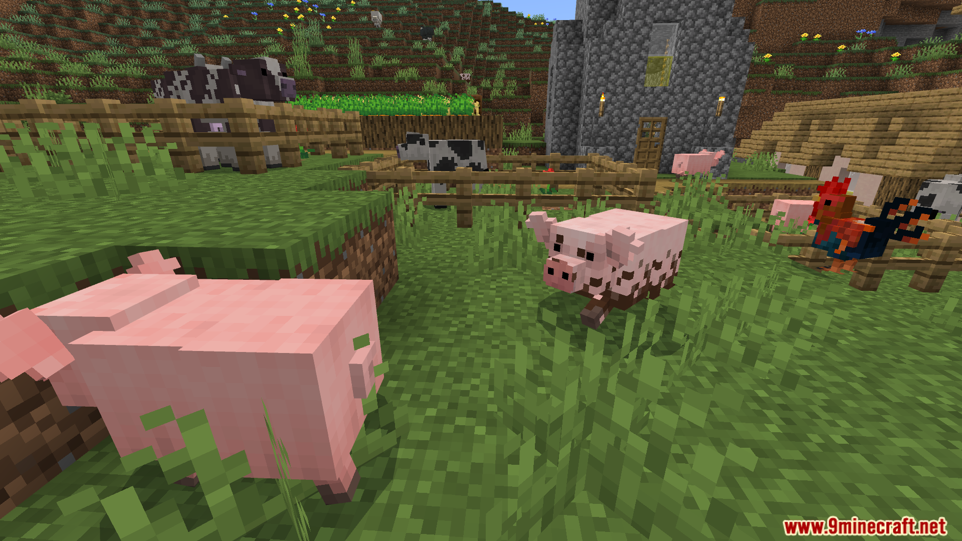 updated pig models with different texture varieties walking near a fenced cow area