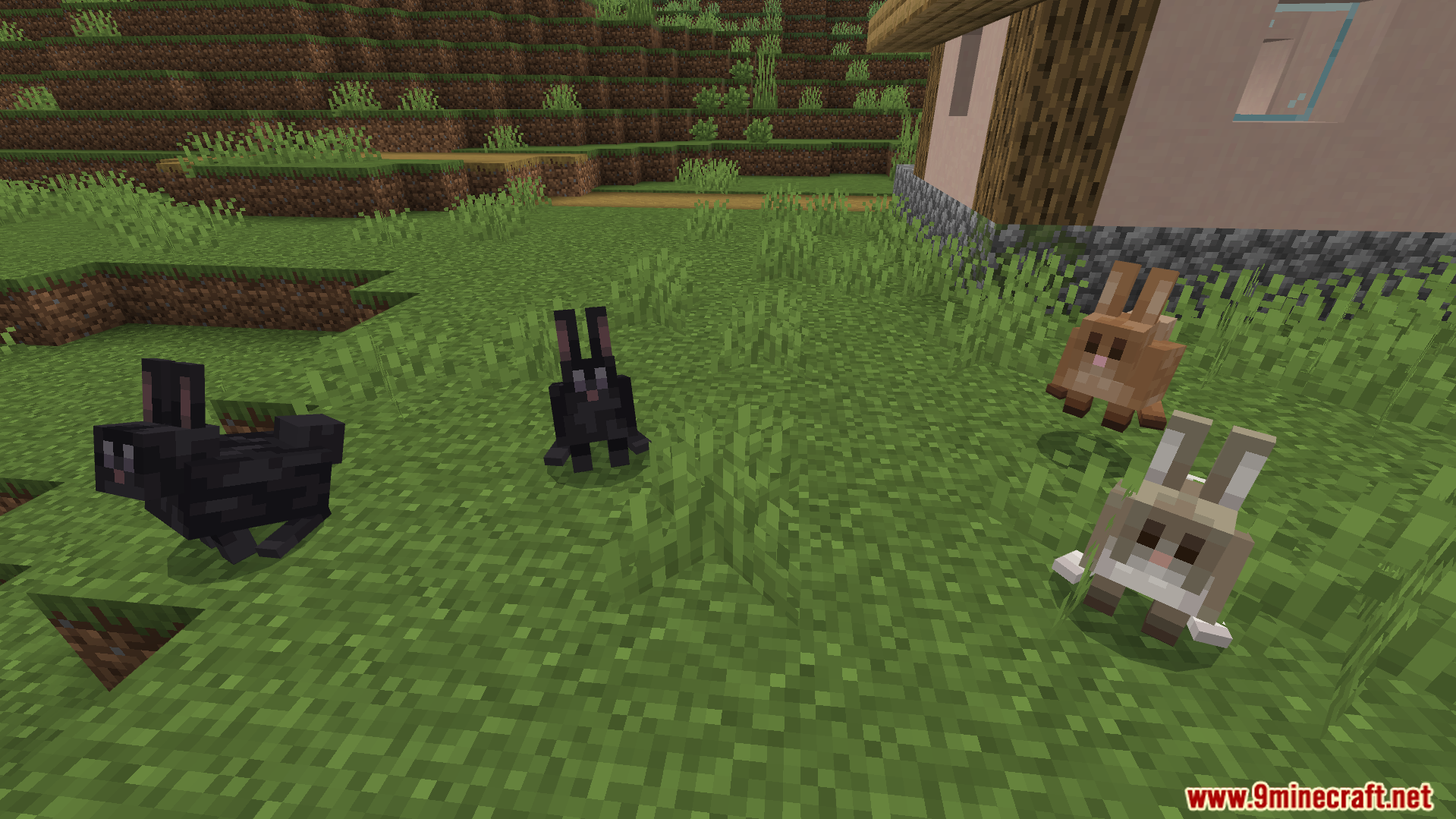 rabbits with fresh new looks and different texture varieties in a field