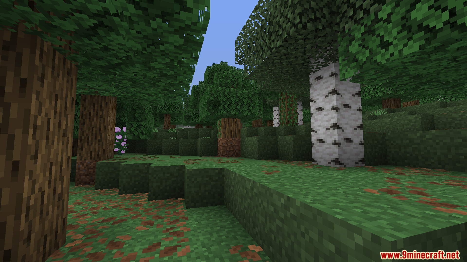 Forest scene in Minecraft with optimized graphics to improve frame rates