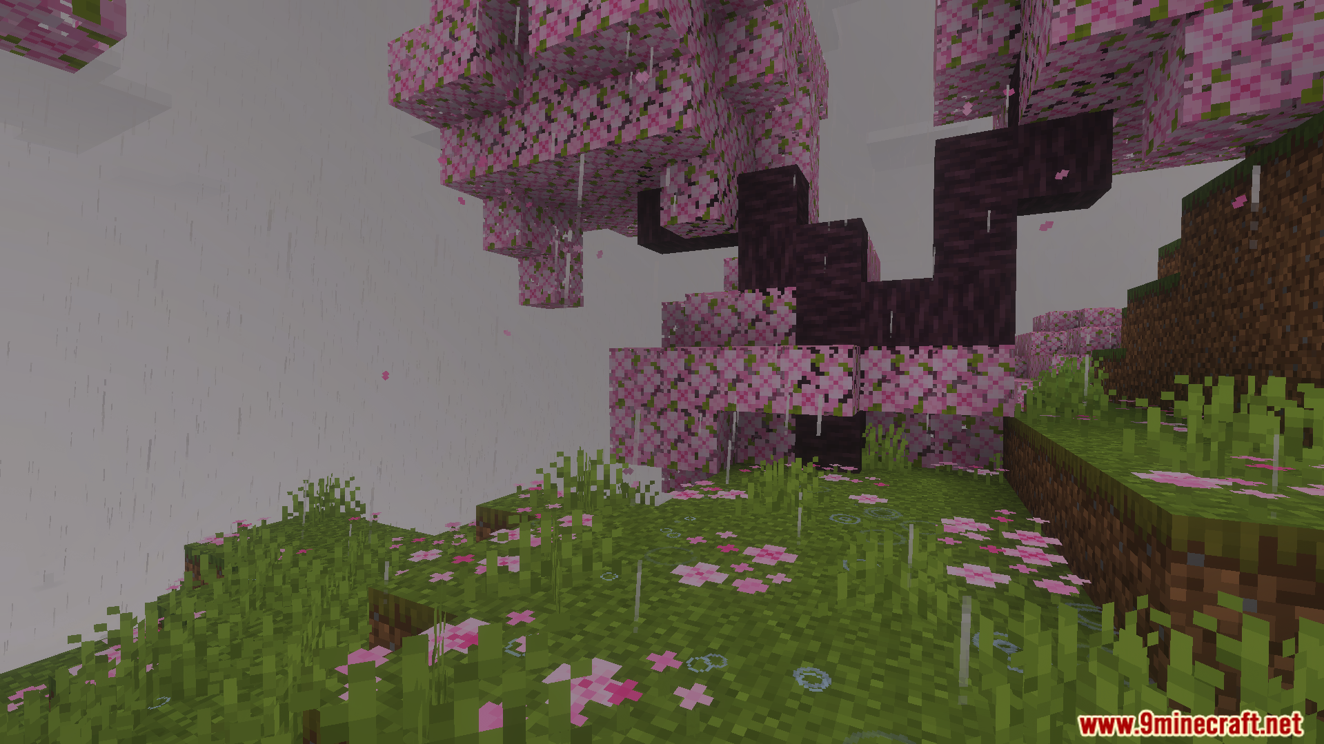 Wind driven rain and water drip particles under cherry blossom tree leaves