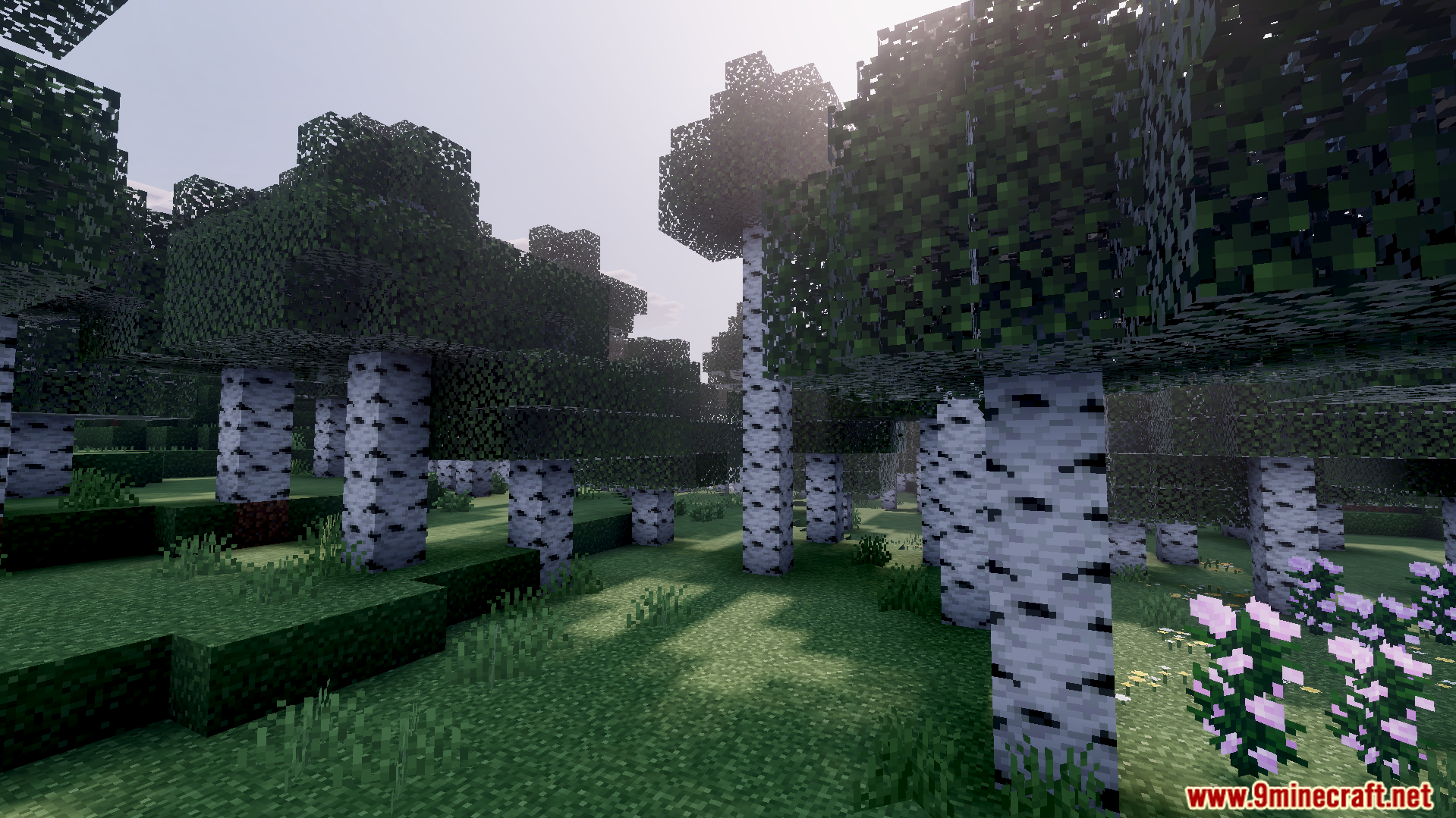 bright sunlight shining through birch forest trees with high definition shadows