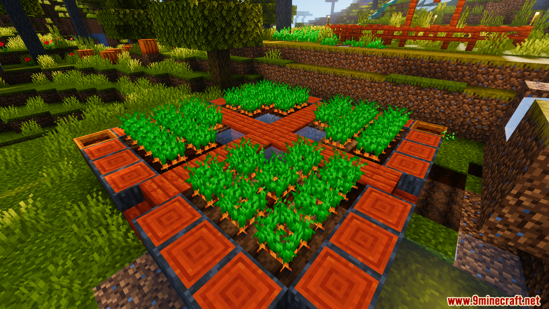 Ready Crops Plus Texture Pack Screenshot 2 Fully grown carrots in a farm showing the shiny animation for harvest
