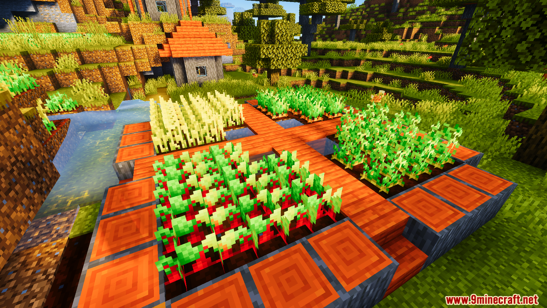 Ready Crops Plus Texture Pack Screenshot 4 Mature wheat carrots potatoes and beetroots glowing in a farm near a house